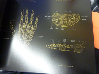 ANATOMY IN BLACK-EMILY EVANS
