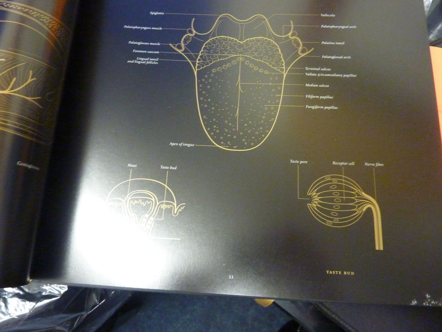 ANATOMY IN BLACK-EMILY EVANS