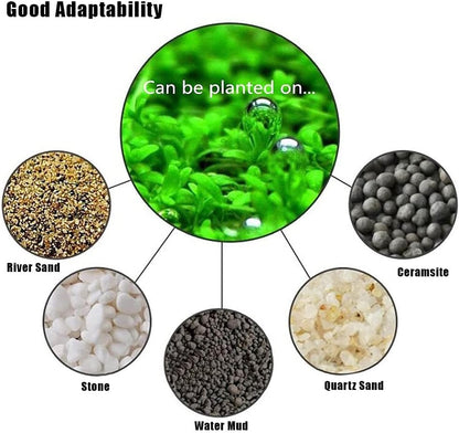 4 X Grass Seeds Fast Growing,10g EACH Big Double Leaves