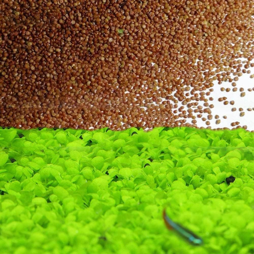 4 X Grass Seeds Fast Growing,10g EACH Big Double Leaves