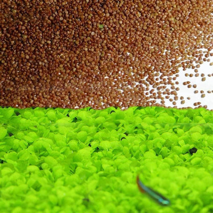 4 X Grass Seeds Fast Growing,10g EACH Big Double Leaves