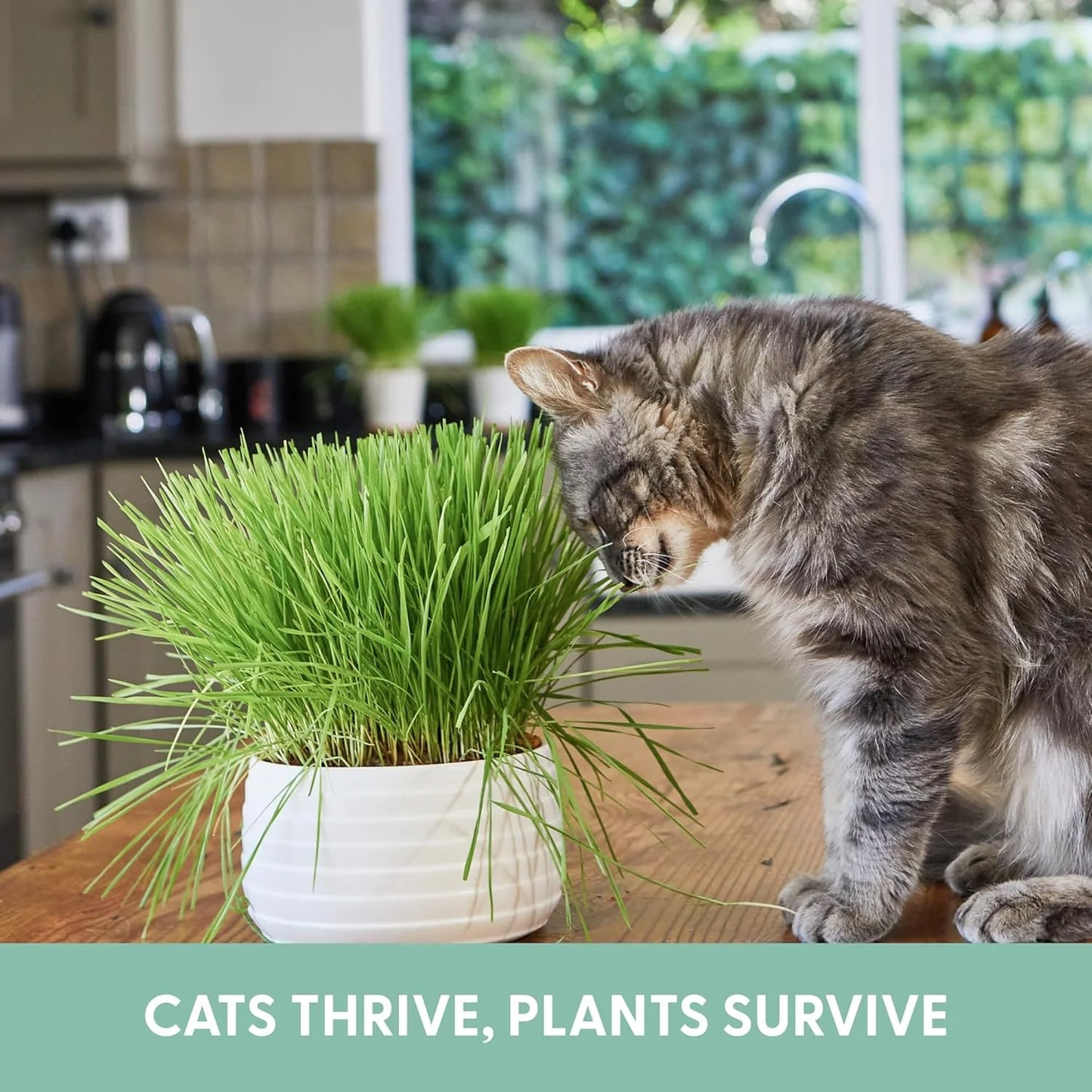 The Cat Ladies Pack of 3 Cat Grass Kit