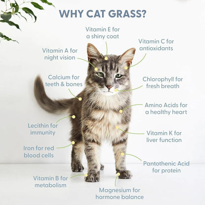 The Cat Ladies Pack of 3 Cat Grass Kit